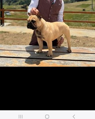 Bulldog francese X monta