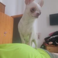 Chihuahua femmina