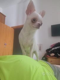 Chihuahua femmina