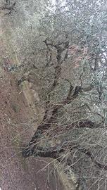 Uliveto con 120 piante secolari