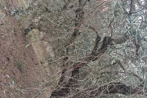 Uliveto con 120 piante secolari