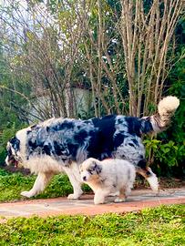 Pastore Australiano Australian Shepherd pedigree
