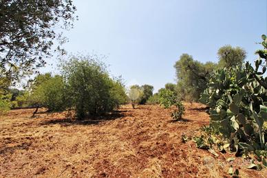 TER. AGRICOLO A CEGLIE MESSAPICA