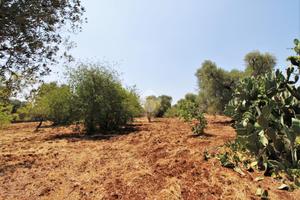 TER. AGRICOLO A CEGLIE MESSAPICA