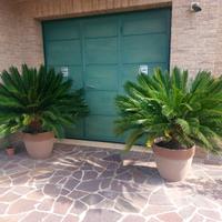 Piante Cycas