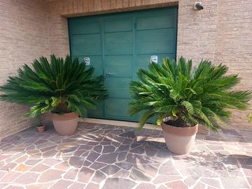 Piante Cycas