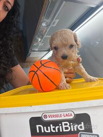 Maltipoo minitoy