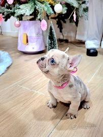 Bulldog francese con occhi azzurri