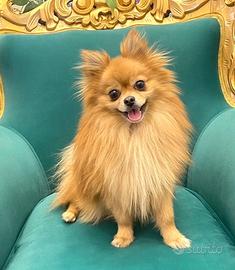 Justin disponibile per accoppiamento