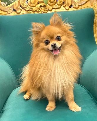 Justin disponibile per accoppiamento