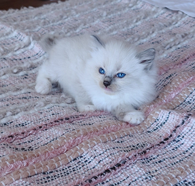 Cuccioli Ragdoll con Pedigree