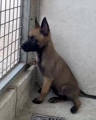 Pastore Belga Malinois