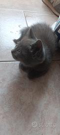 Cuccioli British shorthair