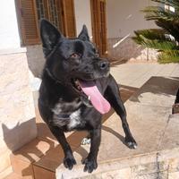 Cane taglia piccola quattro anni,