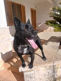 Cane taglia piccola quattro anni,