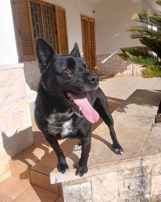 Cane taglia piccola quattro anni,