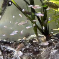 Neolamprologus Multifasciatus