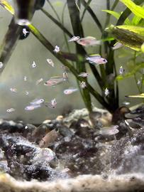 Neolamprologus Multifasciatus