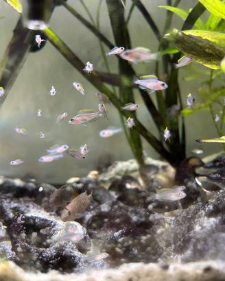 Neolamprologus Multifasciatus