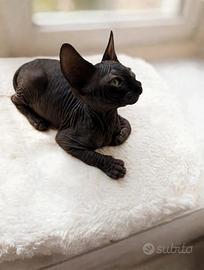 sphynx 