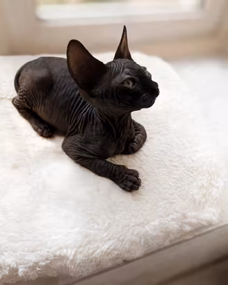 sphynx 