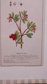 Stampa botanica antica 1929 uva-ursi