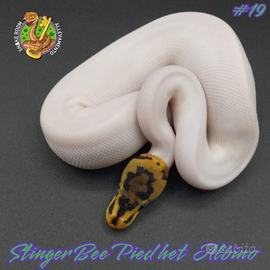 Pitone reale - Stinger Bee Pied het Albino (#19)