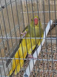 Parrocchetti dal collare