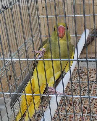 Parrocchetti dal collare