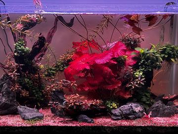 Acquario
