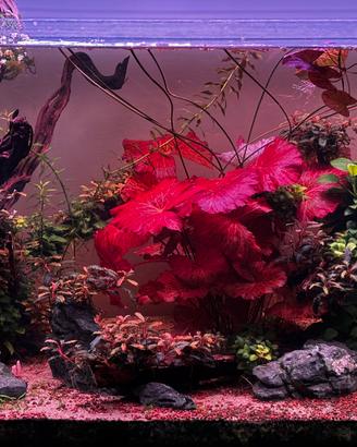 Acquario