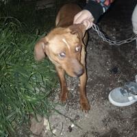 Cucciolo taglia piccola