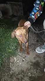 Cucciolo taglia piccola