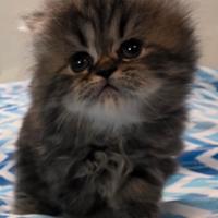 Gatto persiano FEMMINA