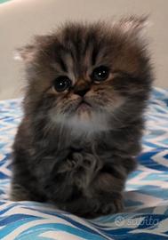 Gatto persiano FEMMINA