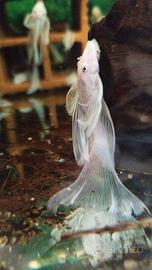 Coppia Ancistrus Snow White pinne a velo