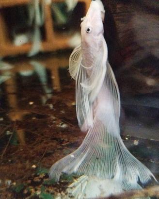 Coppia Ancistrus Snow White pinne a velo