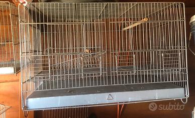 Canarini, cocorite ecc