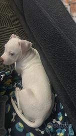 Cucciola di Pitbull