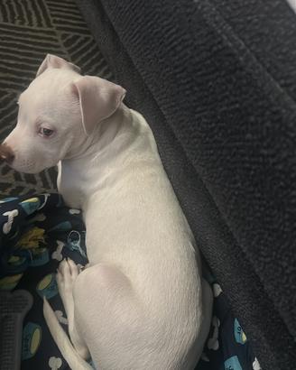 Cucciola di Pitbull