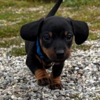 Cuccioli bassotto