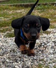 Cuccioli bassotto maschio