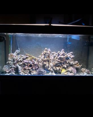 acquario marino completo 