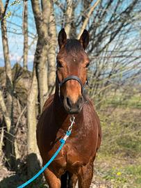 Cavallo