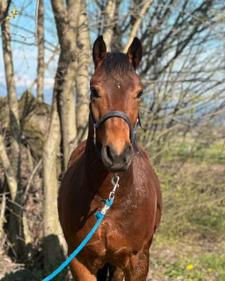 Cavallo