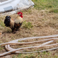 Gallo
