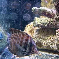 Picasso, Imperatore, desjardini, ocellaris,bicolor