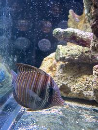 Picasso, Imperatore, desjardini, ocellaris,bicolor