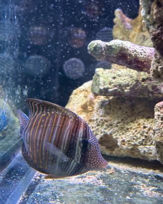 Picasso, Imperatore, desjardini, ocellaris,bicolor