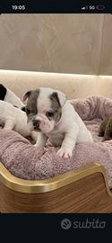 Bulldog francese